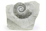 Cretaceous Ammonite (Crioceratites) Fossil - France #251707-1